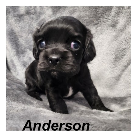 puppy, for, sale, Cockilear, Joe & Cherri  Overlease, dog, breeder, Miller, MO, dog-breeder, puppy-for-sale, forsale, nearby, find, puppyfind, locator, puppylocator, aca